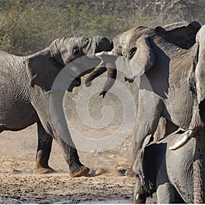 African Elephants fighting - Etosha National Park - Namibia