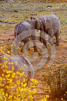 African Elephants Fighting in Sunset, Etosha National Park, Namibia