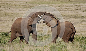 African Elephants fighting / trunk wrestling