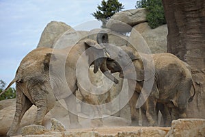 Elephants fighting in the Valencia bioparc