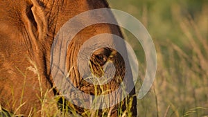 African elephants find food and water against sunset-003