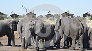 African Elephants gathering at the water pond around tourist lodges