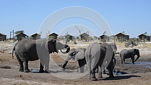 African Elephants gathering at the water pond around tourist lodges