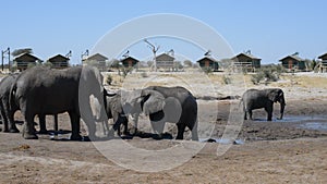 African Elephants gathering at the water pond around tourist lodges