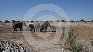 African Elephants gathering at the water pond around tourist lodges