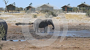 African Elephants gathering at the water pond around tourist lodges