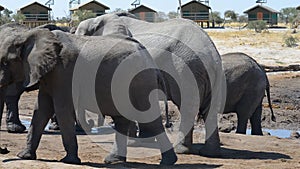 African Elephants gathering at the water pond around tourist lodges