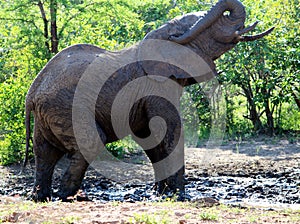 African Elephants (genus Loxodonta) in their jungle habitat : (pix Sanjiv Shukla)