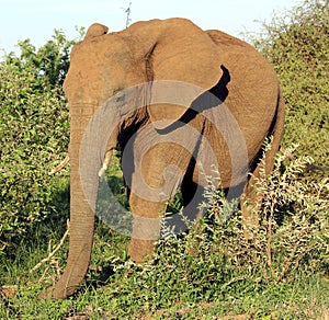 African Elephants (genus Loxodonta) in their jungle habitat : (pix Sanjiv Shukla)