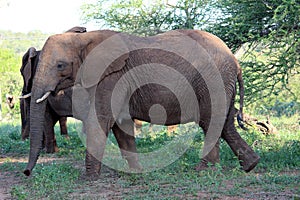 African Elephants (genus Loxodonta) in their jungle habitat : (pix Sanjiv Shukla)