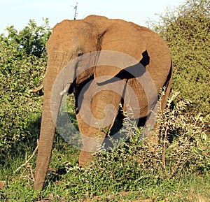 African Elephants (genus Loxodonta) in their jungle habitat : (pix Sanjiv Shukla)