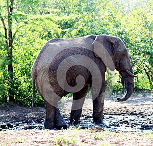 African Elephants (genus Loxodonta) in their jungle habitat : (pix Sanjiv Shukla)