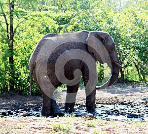 African Elephants (genus Loxodonta) in their jungle habitat : (pix Sanjiv Shukla)