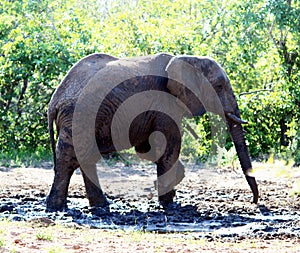 African Elephants (genus Loxodonta) in their jungle habitat : (pix Sanjiv Shukla)
