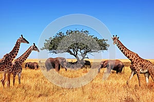 African elephants, giraffes and a lone tree in the savannah. Tanzania. Serengeti national park