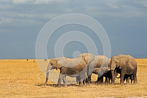 African elephants in grassland