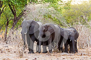 African elephants at green bush