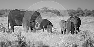 African Elephants group BW
