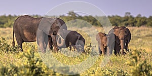 African Elephants group