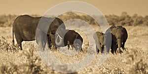 African Elephants group sepia