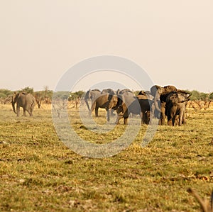 African Elephants grouped defending off lions