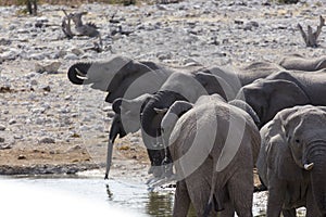 African elephants herd