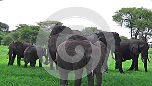 African elephants herd