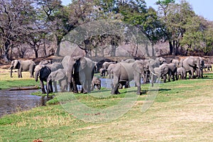 African elephants by the Jongomero river in the ruaha