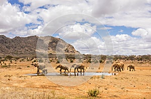 African elephants in Kenya