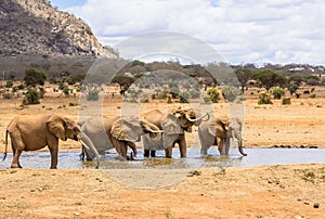 African elephants in Kenya