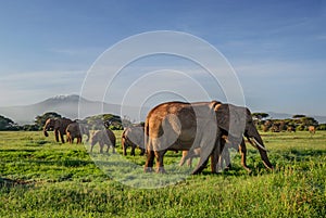 African elephants with Kilimanjaro