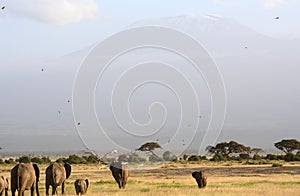 African elephants and the Kilimanjaro, Amboseli National Park, K