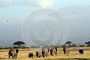 African elephants and the Kilimanjaro, Amboseli National Park, K