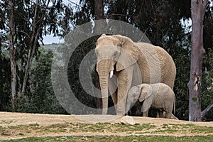 African elephants, kind loving tender relationship, mother and child, cute tiny baby elephant following mother, natural outdoors