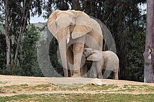 African elephants, kind loving tender relationship, mother and child, cute tiny baby elephant following mother, natural outdoors