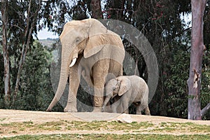 African elephants, kind loving tender relationship, mother and child, cute tiny baby elephant following mother, natural outdoors