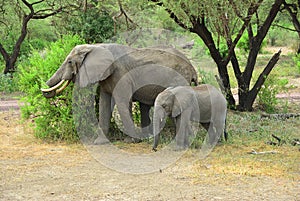 African elephants in Lake Manyara National Park Tanzania