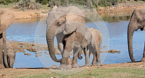 African elephants leaving a waterhole