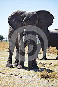 African elephants, Loxodon africana, in Bwabwata National Park , Namibia