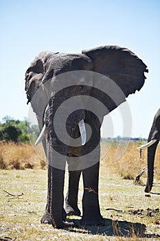 African elephants, Loxodon africana, in Bwabwata National Park , Namibia