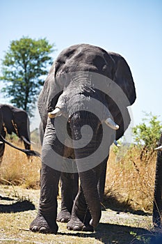 African elephants, Loxodon africana, in Bwabwata National Park , Namibia