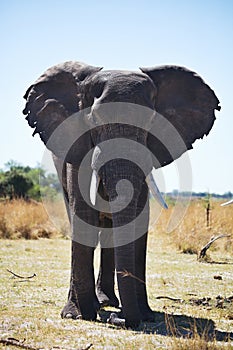 African elephants, Loxodon africana, in Bwabwata National Park , Namibia