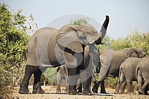 African elephants, Loxodon africana, in Chobe National Park, Botswana