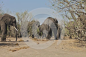 African elephants, Loxodon africana, in Chobe National Park, Botswana