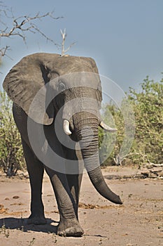 African elephants, Loxodon africana, in Chobe National Park, Botswana