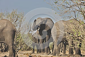 African elephants, Loxodon africana, in Chobe National Park, Botswana