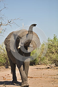 African elephants, Loxodon africana, in Chobe National Park, Botswana