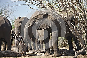 African elephants, Loxodon africana, in Chobe National Park, Botswana