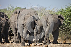 African elephants, Loxodon africana, in Chobe National Park, Botswana