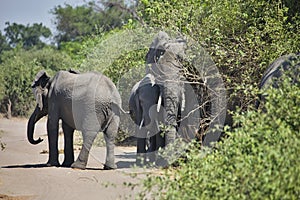 African elephants, Loxodon africana, in Chobe National Park, Botswana